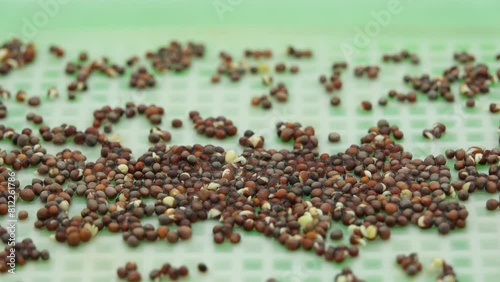 Time lapse and close up of germinating and sprouting broccoli seeds while growing plants in rectangular tray under grow light and against white background. Great use for education or lab experiment.