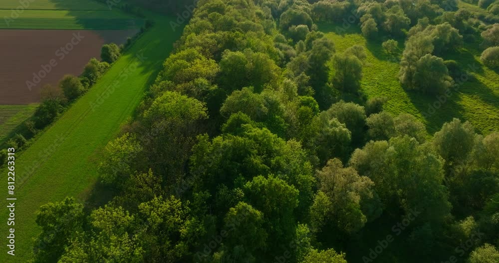Top View of Blooming Dense Forest Top View of Blooming Dense Forest