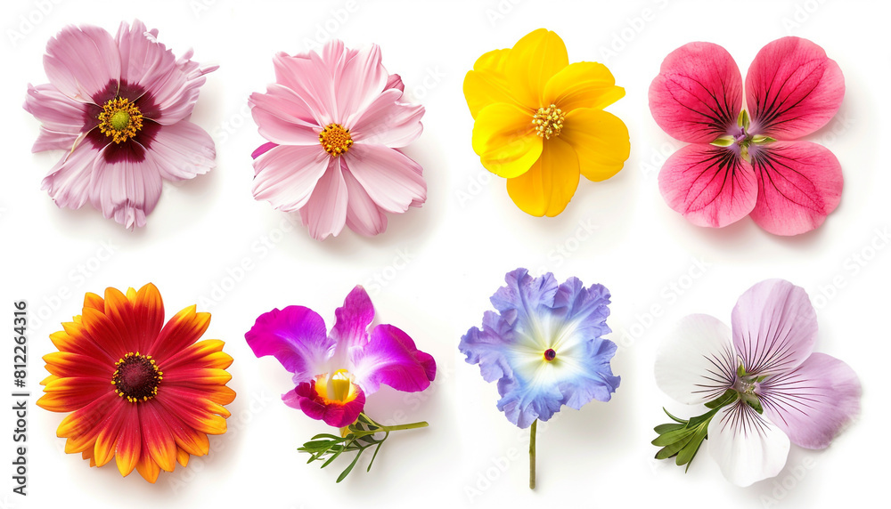Set of different beautiful flowers on white background Set of different beautiful flowers on white background