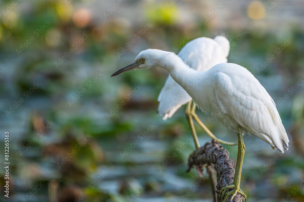 Closeup of a juvenile little blue heron with its white feathers that have yet to turn blue. Closeup of a juvenile little blue heron with its white feathers that have yet to turn blue.