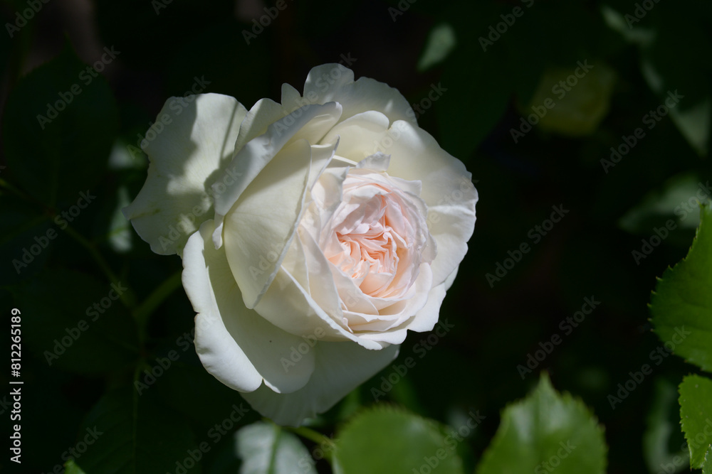 ブラン・ピエール　バラの花