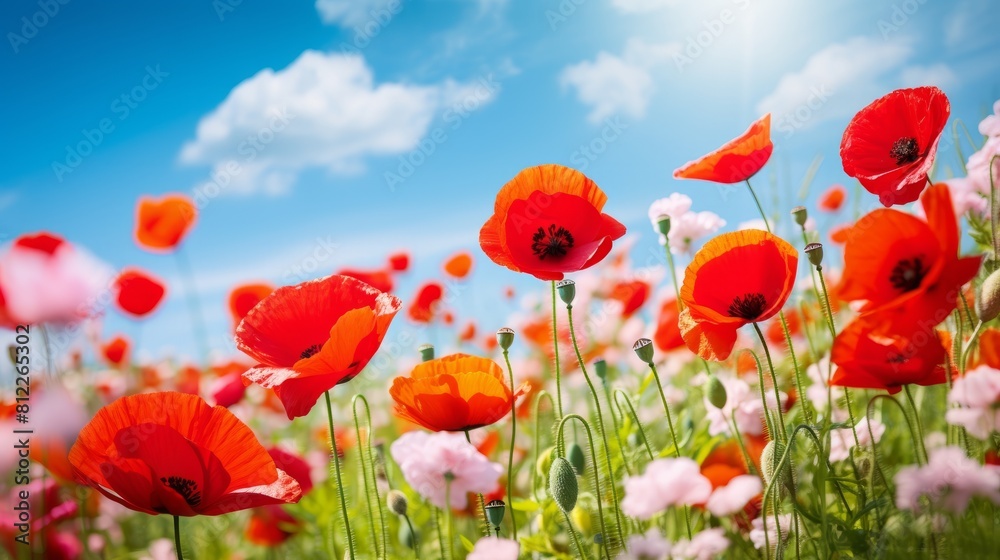 Naklejka premium Beautiful closeup of poppies poppy Papaver rhoeas flowers in nature. Natural spring summer landscape with red poppies