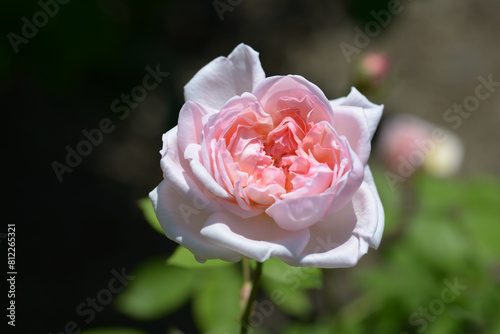 Konstfotografi マサコ　バラの花