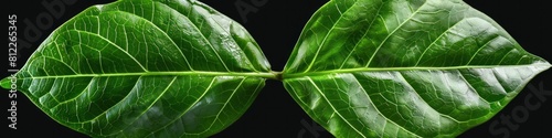 Vibrant Green Botanical Thai Sweetleaf Leaf on White Background for Beauty Product Display or photo