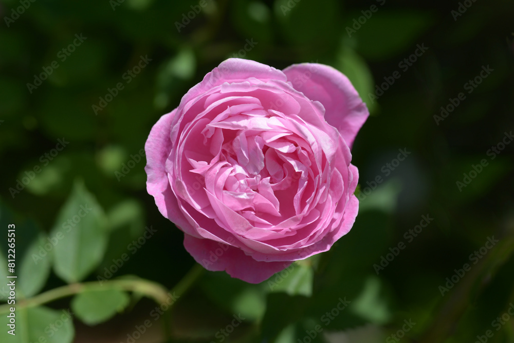 ラ・レーヌ・ヴィクトリア バラの花 ラ・レーヌ・ヴィクトリア バラの花