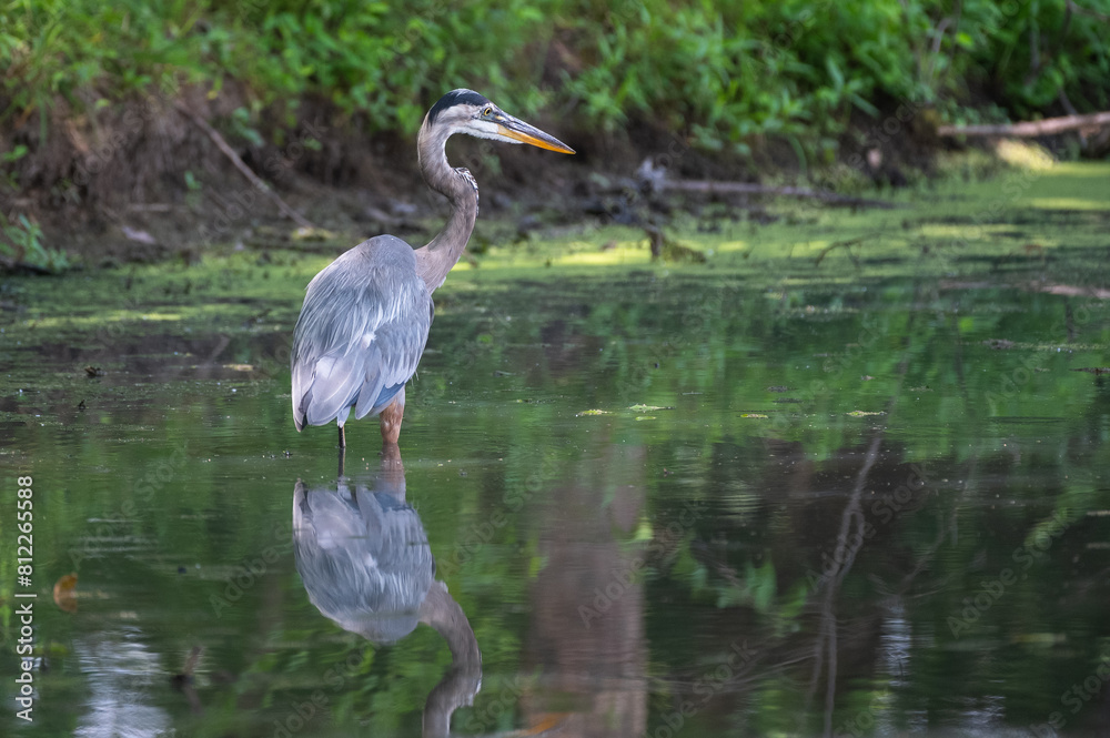 Great blue in heron in summer. Great blue in heron in summer.