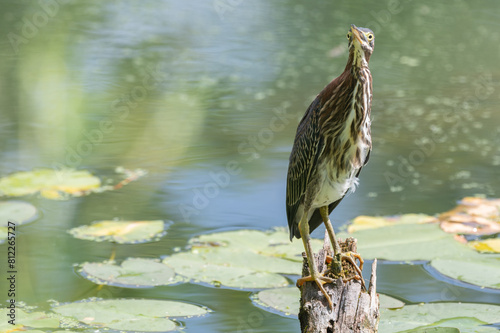 Green heron perched outdoors in spring