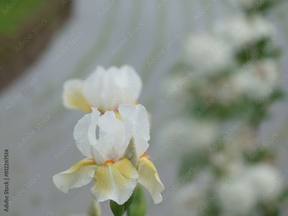 Obraz premium ジャーマンアイリス