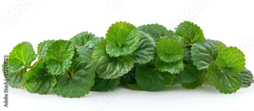 Vivid Vietnamese Perilla Leaves Against White Background for Product Photography