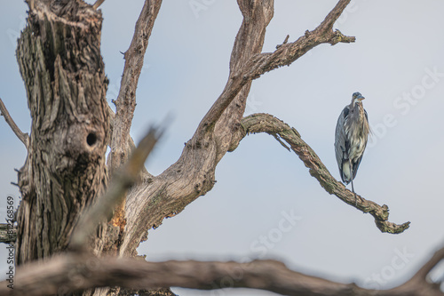 Great blue in heron in summer.