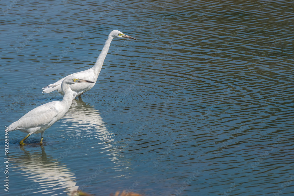 Snowy egret in spring.