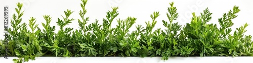 Vivid Green Wormwood Leaves on White Background for Natural Health and Wellness