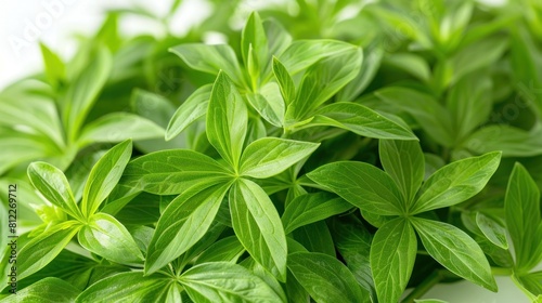 Vivid Woodruff Foliage on White Background for Beauty and Wellness Applications