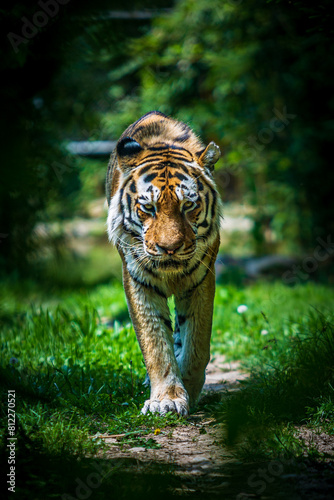 Close-up of Tiger Walking, Intense Gaze in Natural Habitat