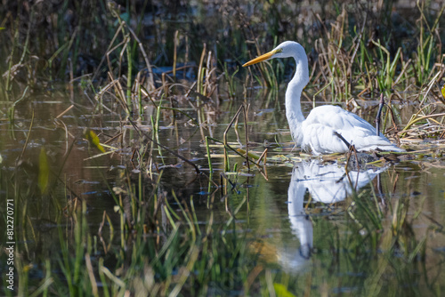 Great egret, or white heron, outdoors in the park in spring. © Lecia Michelle