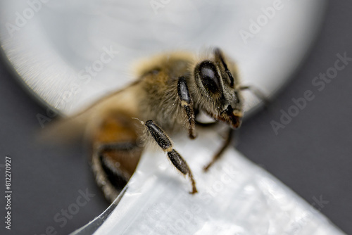 Acercamiento a una abeja