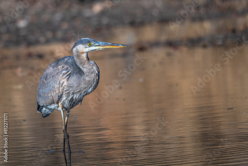 Great blue heron standing in shallow water.