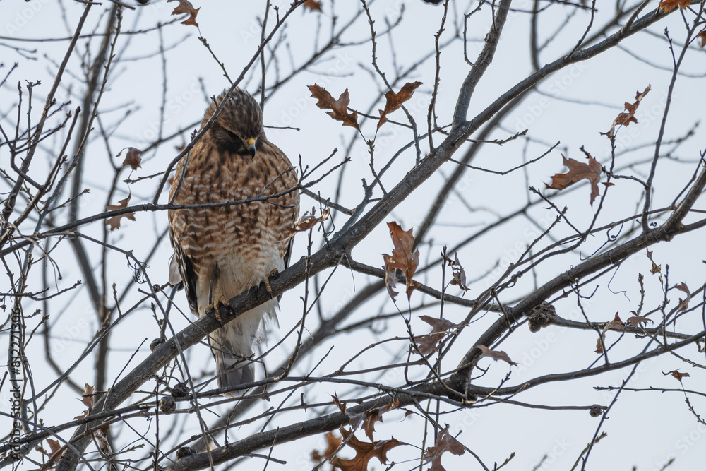 Closeup of a red-tailed hawk perched in a tree. Closeup of a red-tailed hawk perched in a tree.