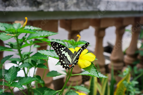 The butterfly land on the beauty yellow flower Turnera ulmifolia or eight o'clock flower blooming in every morning photo