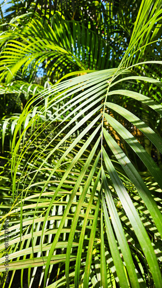 Palm Fronds. Palm Tree Leaves Palm Fronds. Palm Tree Leaves