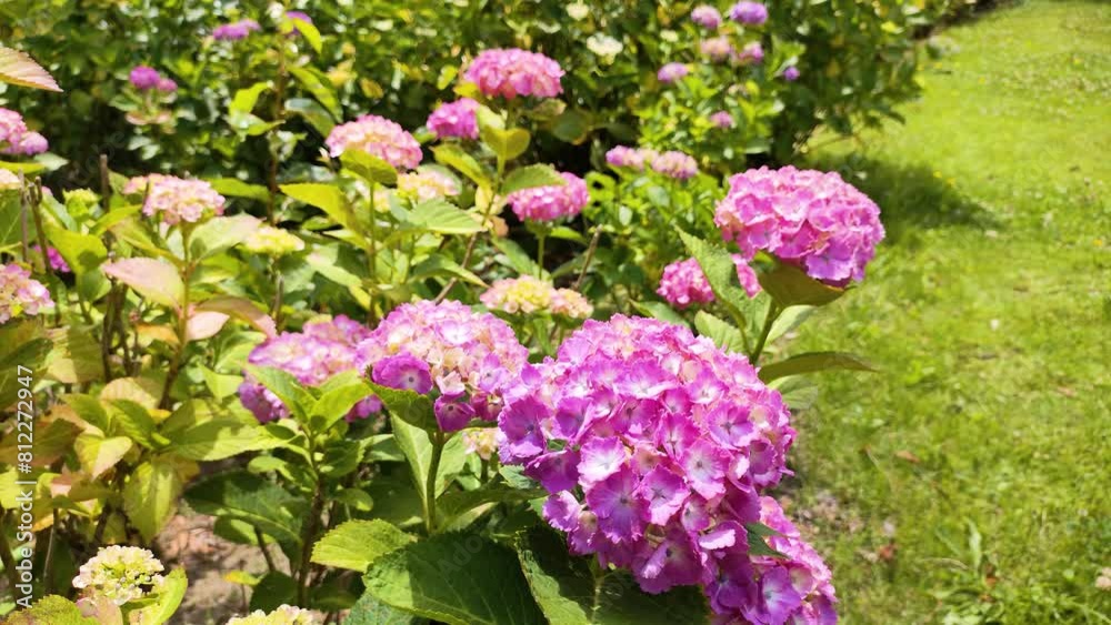 公園のアジサイ 公園のアジサイ