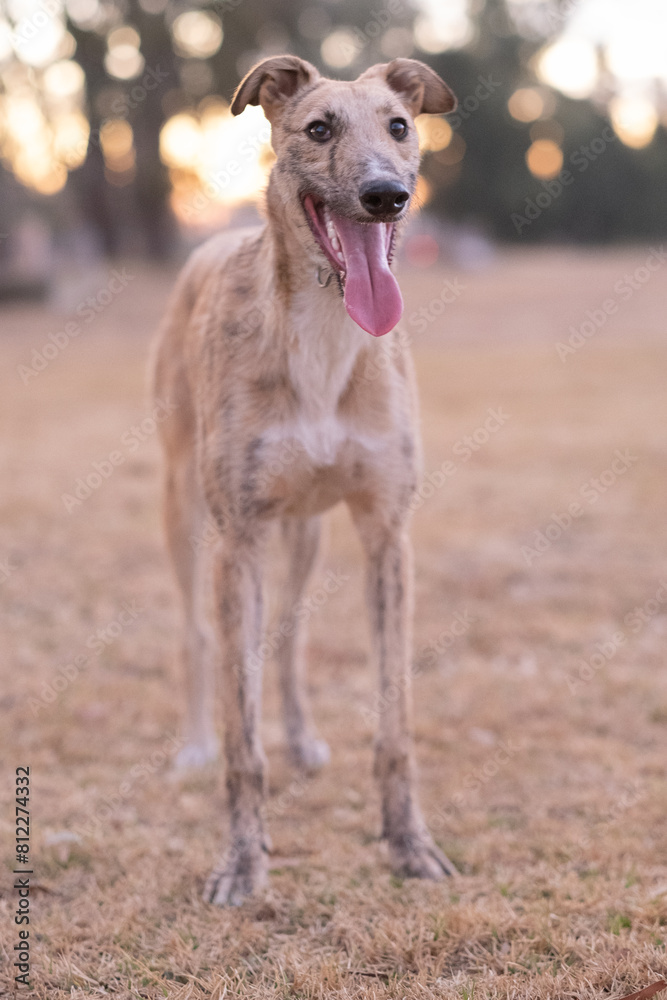 Obraz premium Perro galgo gracioso