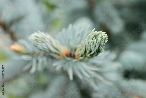 Background image of a young branch with needles of a blue Christmas tree