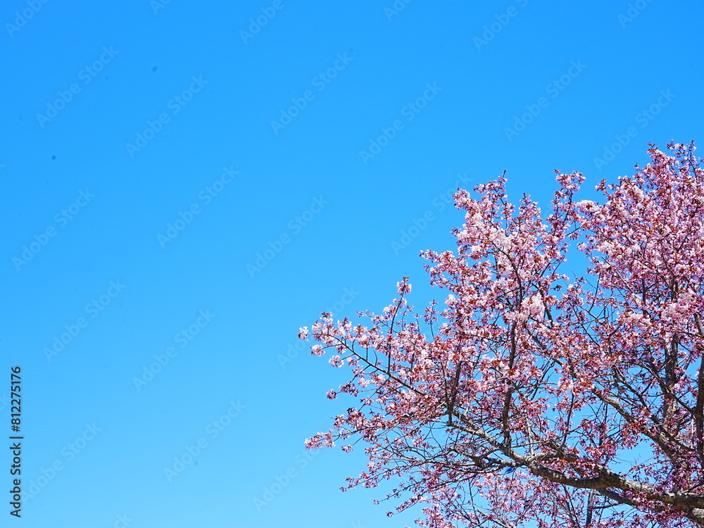 北海道の絶景 小樽天狗山展望台 天狗桜