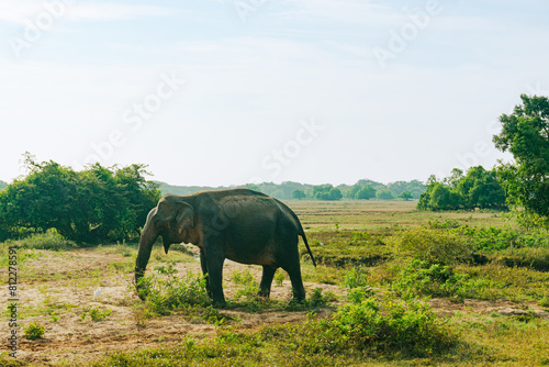 Elephant feeding in Yala National Park