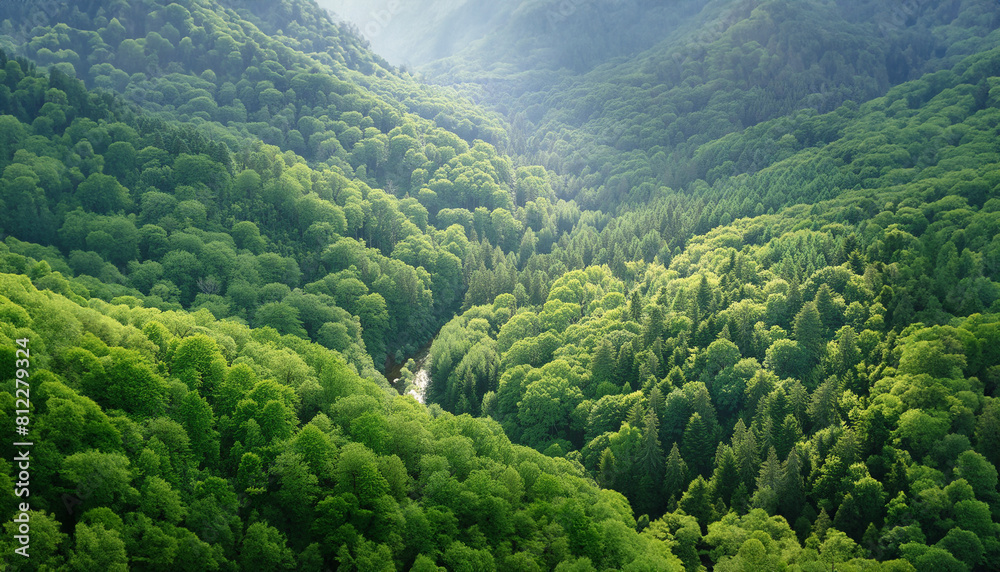 Fototapeta premium Lush Forest Stream from Above