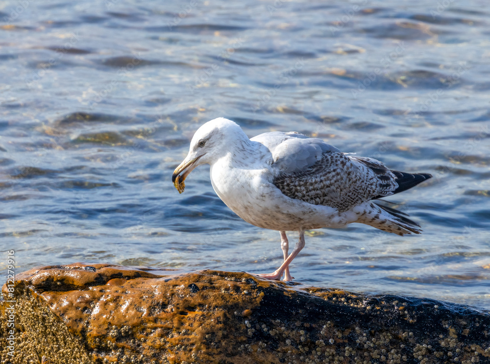 Juvenile herring gull with something to eat in its beak Juvenile herring gull with something to eat in its beak