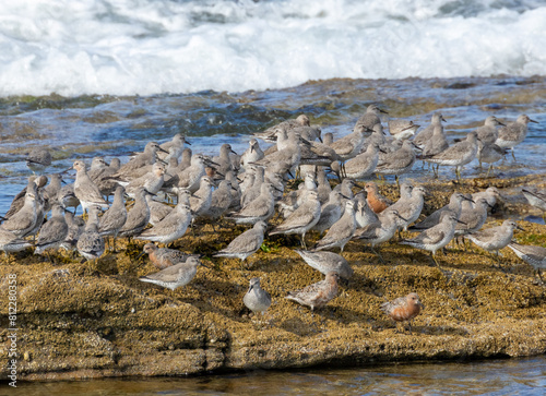 Knot wading birds on the coast