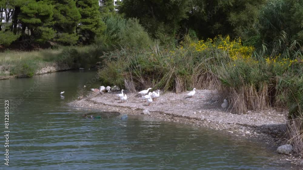 Group of white domestic geese walk along the river bank. Group of white domestic geese walk along the river bank.