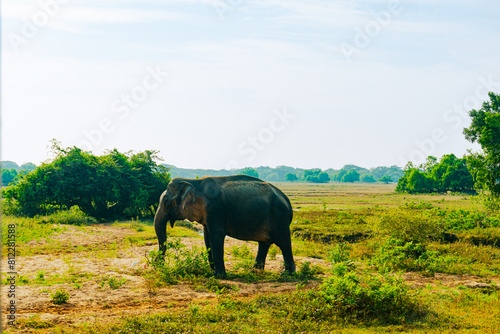 Elephant feeding in Yala National Park