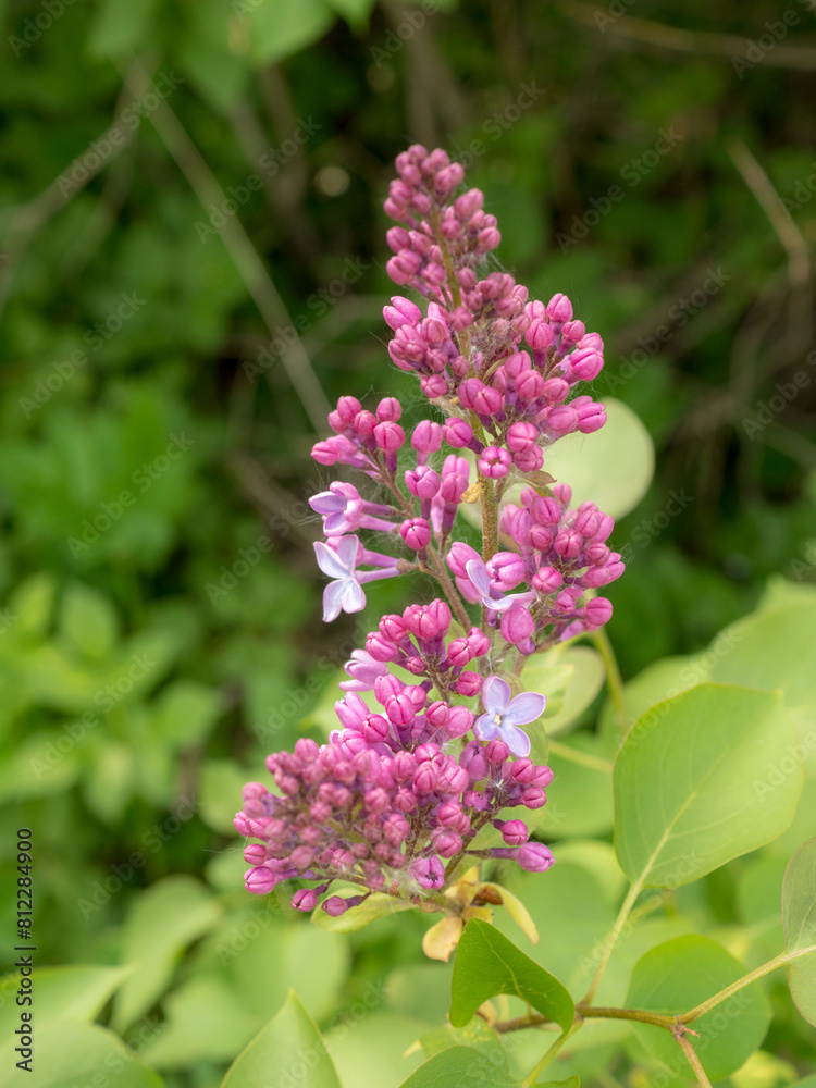 branch of lilac bush in spring branch of lilac bush in spring