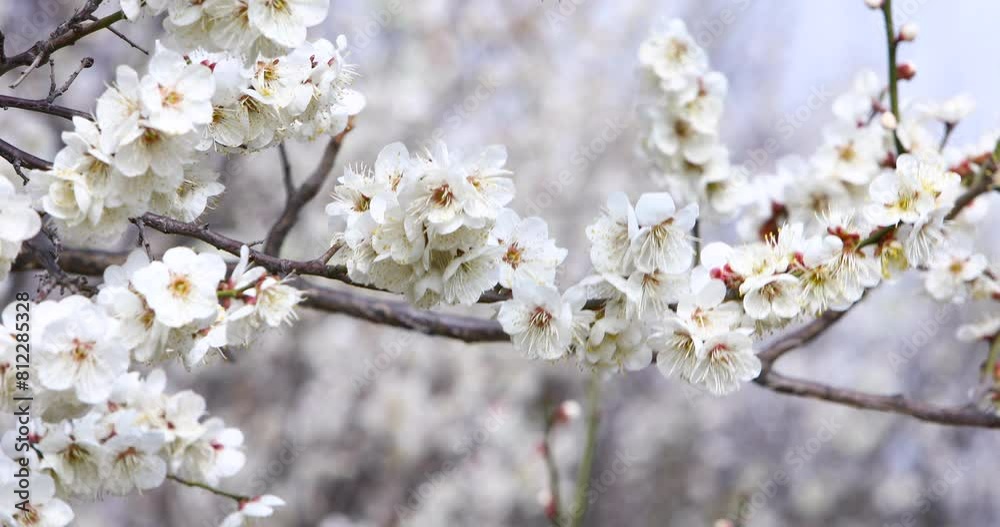 Plum blossoms swaying in the wind Plum blossoms swaying in the wind
