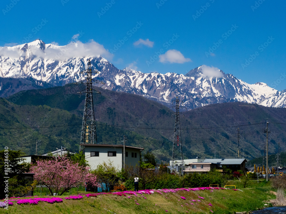 Obraz premium 川岸に咲く芝桜 農具川公園 長野県大町市