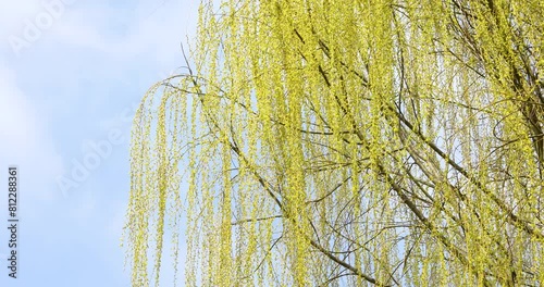 The branches of the willow are shaking in the spring wind.