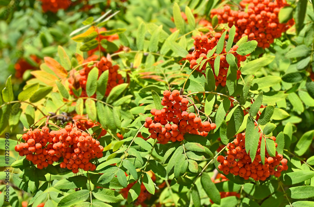 Rowan berries, Mountain ash (Sorbus) Rowan berries, Mountain ash (Sorbus)