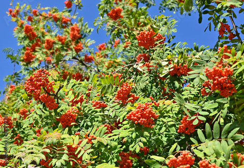 Rowan berries, Mountain ash (Sorbus) and sky