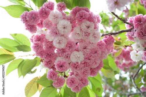 Blooming flowers in spring in Japan