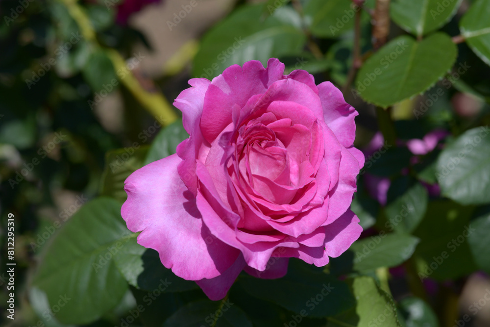 シャルトルーズ・ドゥ・パルム バラの花 シャルトルーズ・ドゥ・パルム バラの花