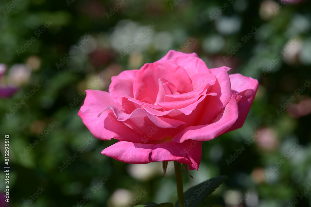 パヒュームデライト　バラの花