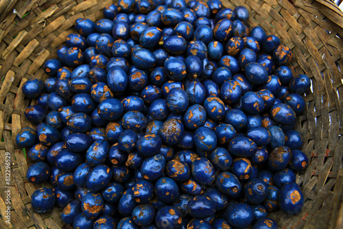 Lithocarpus ceriferus or Makor Bako Kaeng fruit growing in evergreen forests, it is a rubber free deciduous tree with thick bark and clusters of fruits near the ends of branches photo