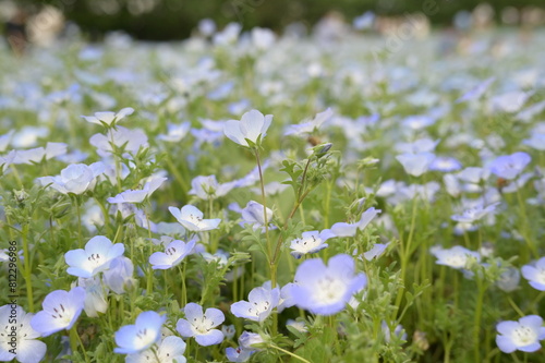 Blooming flowers in spring in Japan