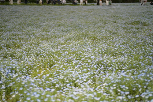 Blooming flowers in spring in Japan