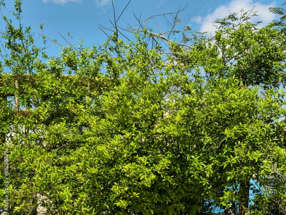 A garden, a planned space, usually outdoors, set aside for the cultivation, display, and enjoyment of plants and other forms of nature, a residential or public garden with green areas and trees A garden, a planned space, usually outdoors, set aside for the cultivation, display, and enjoyment of plants and other forms of nature, a residential or public garden with green areas and trees