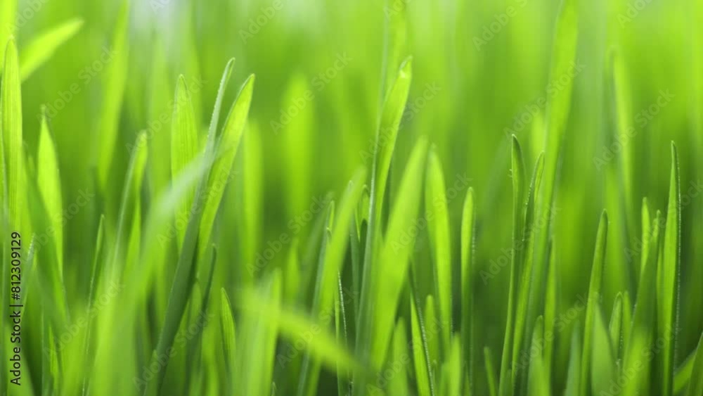 Lush green grass. Spring morning in nature, sun breaks through the stalks of grass. 4K Lush green grass. Spring morning in nature, sun breaks through the stalks of grass. 4K