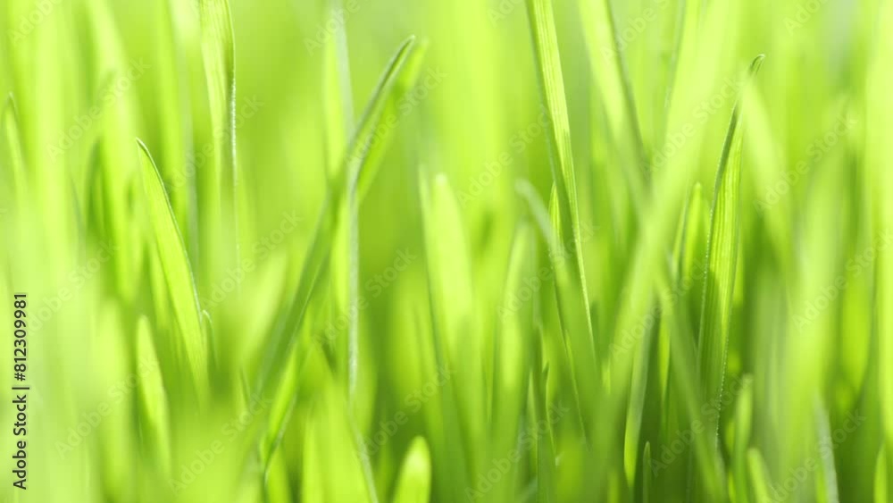 Lush green grass. Spring morning in nature, sun breaks through the stalks of grass. 4K Lush green grass. Spring morning in nature, sun breaks through the stalks of grass. 4K