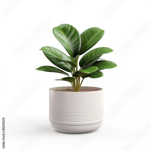 plant in a pot isolated on white background 